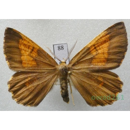 Angerona prunaria (Linnaeus, 1758) male Czech88